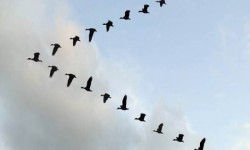 Токтобо өмүр (радио композиция)