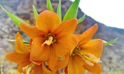 Айгүл гүлүн үзгөн кыз кандай айыпка тартылат? 