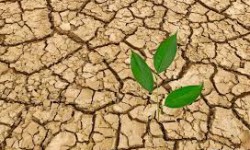 Күндүн темасы: Климаттын өзгөрүүсүнүн айыл чарбасына тийгизген таасири кандай? 