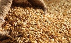 Импорт буудайына кошумча нарк салыгын  киргизүү демилгеси талкууда