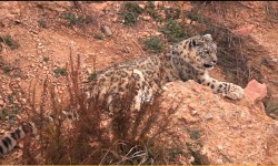 Ак илбирсти сактоо боюнча эл аралык форумга 12 өлкөнүн өкүлдөрү катышат