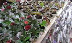 Бишкек шаарынын "Жеңиш" аянтында гүлдөрдүн жарманкеси өтүүдө 