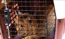 Кеминде кызыл китепке кирген сүлөөсүндүн баласын таап алышты