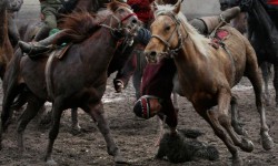 Баткенде Ноорузга карата көк бөрү боюнча мелдеш уюштурулат