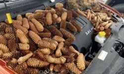 АКШда тыйын чычкандар машинанын капотуна  балатынын дөмпөктөрүн чогултушкан