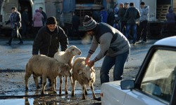 "Азия Ньюс": Орозо айтта курмандык чалуу милдет эмес