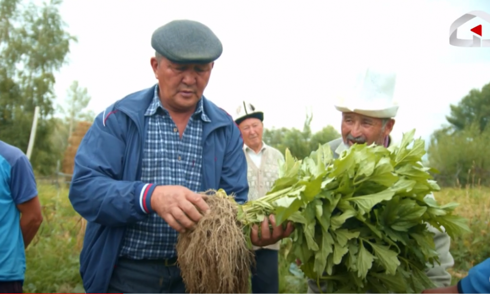 Анонс / Нукура таза органикалык жер-жемиштерди өстүргөн дыйкандар / "Агро Чарба" теледолбоору