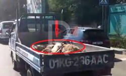 Элдик репортер: Малдын ич эти базарга үстү ачык автоунаада жеткирилүүдө