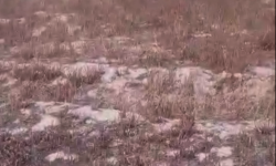 Элдик репортер: Сугат суунун жетишсиздигинен дыйкандардын мээнети текке кетти