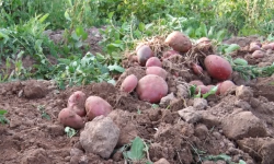 Тоолуктарда жыйым-терим өнөктүгү кандай жүрүп жатат?