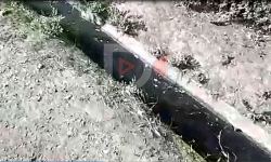 Элдик репортер: Таш-Көмүр шаарынын тазаланбаган арыктары