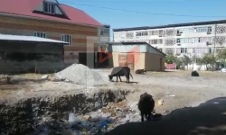 Элдик репортер: Таштандыдан чыкпаган саан уйлар