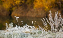 Кыргызстандын айрым аймактарында үшүк жүрүшү күтүлөт