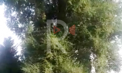 Элдик репортер: Кылым карыткан дарак турак үйлөргө коркунуч жаратууда