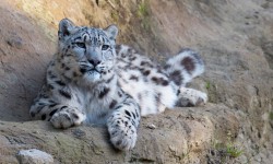 Кыргызстанда жапайы жаныбарларды атууга чектөө киргизүү сунушталууда 