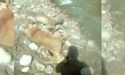 Тоо текени улагы менен аткан адамга айып салынды 