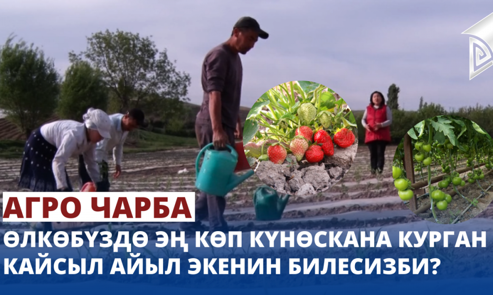 Өлкөбүздө эң көп күнөскана курган кайсыл айыл экенин билесизби? | Агро Чарба