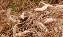  Таласта төөбуурчак түшүмүн жыйноо кызуу жүрүүдө