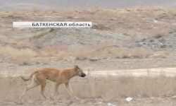 В селе Ак-Турпак на восьмилетнего ребёнка напали несколько собак