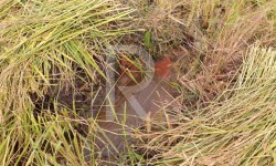 Элдик репортер: жер алдынан чыккан суу көйгөйү 