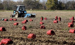 Быйыл картошканын түшүмү 1,5 миллион тоннаны түздү