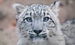 Бишкекте илбирсти коргоого арналган декада башталды