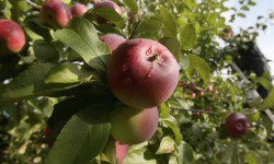 Азыркы учурда экологиялык таза продукцияны өндүрүү айрыкча аймактарда колго алынууда