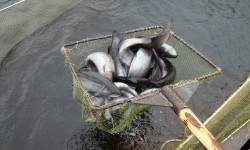 Тоң мамлекеттик балык чарбасы быйыл балыктын форель түрүн көбөйттү