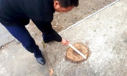 Ошто дарак кыйгандарга 40 миң сом айып салынды