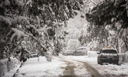 Бишкекте көчөттөрдү үшүктөн сактоо үчүн жылуулоо иштери жүрүп жатат