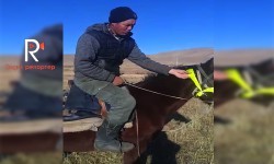 Элдик репортер: жылкыларга түнкүсүн жарык берүүчү жиптерди байлоо зарыл 