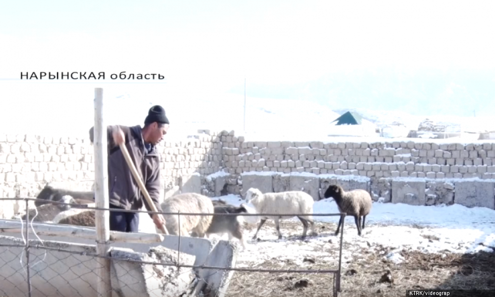 Животноводство: от количества к качеству