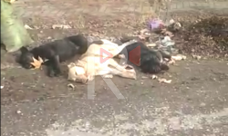 Элдик репортер: Исфанада атылган иттердин өлүгү ар жерде жатат