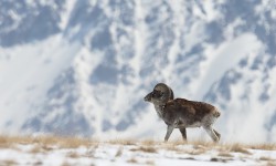 Кыргызстанда жапайы жаныбарлары тасмага түшүп калды