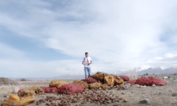 Нарындын Кочкор районунда картошка эккен дыйкандардын былтыркы эмгеги талаага кетти