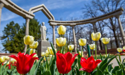 Көзгө көркөм көрүнгөн сейил бактардагы жоогазындардын тагдыры...