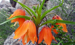 Баткенде Айгүл гүлү жылдагыдан эрте гүлүн ачты