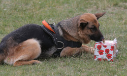 Сокулукта кызматтык иттердин жарышы өттү