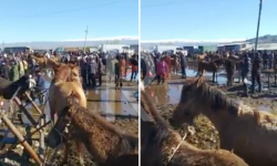 Элдик репортер: Токмок шаарынын чылага батырган мал базары 