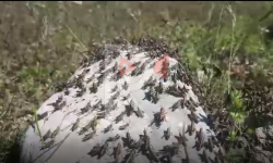 Элдик репортер: Жайыттарды каптаган чегирткелерге кандай чара көрүлөт?