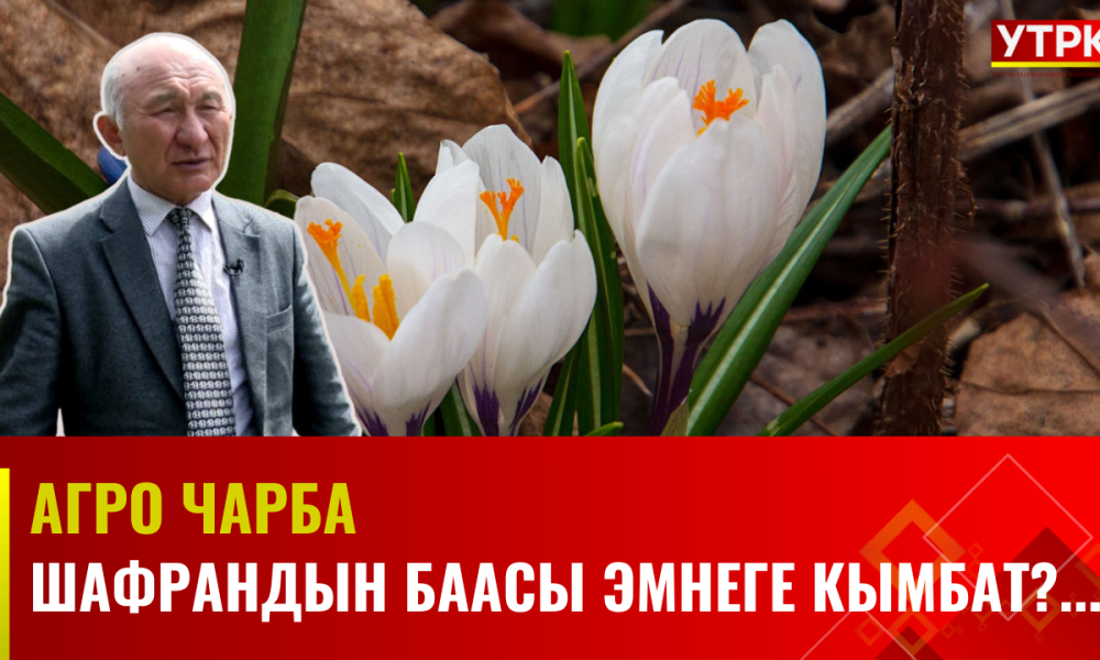 Шафрандын баасы эмнеге кымбат?... // АГРО ЧАРБА