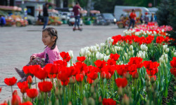 Бишкек шаарындагы жоогазындар бир жылдык гүлдөргө алмаштырылууда
