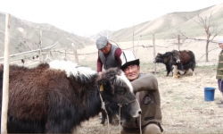 Эти чүйгүн, сүтүнүн дарылык касиети бар топоздор кандай шартта багылат?