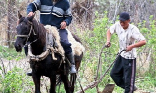 Мужчины-трудоголики живут в Чуйской области