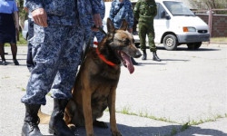 Бажы кызматынын кинологдору жыл башынан бери 7 кылмыштын бетин ачты