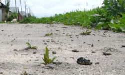 Жарым жыл өтпөй жарака кетип, жагымсыз жагдай жаралды