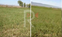 Элдик репортер: Кызыл-Жылдыз айылынын айдоо аянттарына убагында суу берилбей жатат...