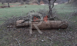 Элдик репортер: Кызыл-Үңкүр токой чарбасы каралбай калды