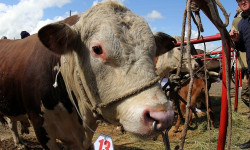 "Фермердин паспорту" программасы иштелип чыкты