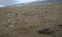 Өлгөн малдын жыты, өрөөндү каптады